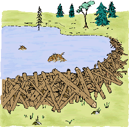 The beaver pond and dam